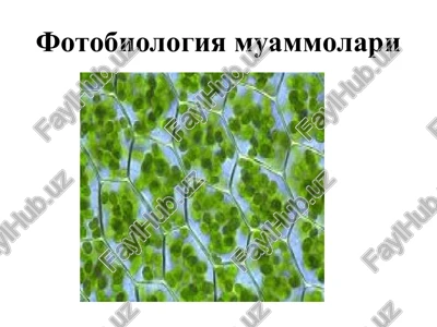 fotobilogiya — PPT