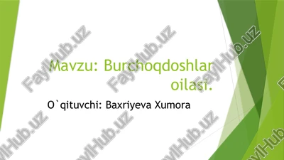 burchoq do'shlar oilasi — PPTX