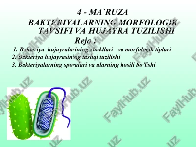 bakteriyalarning morfologik tavsifi va hujayra tuzilishi — PPT