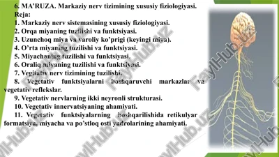 markazi nerv tizimining xususiy fiziologiyasi — PPTX