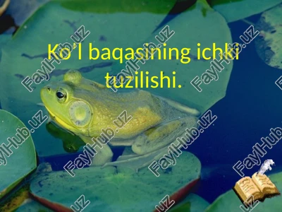 ko’lbaqasining ichki tuzilishi — PPTX