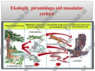 ekologik piramidaga oid masalalar yechish — PPTX