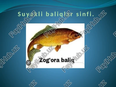 suyakli baliqlar sinfi — PPTX