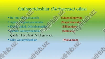 gulhayridoshlar(malvaceae)oilasi — PPTX