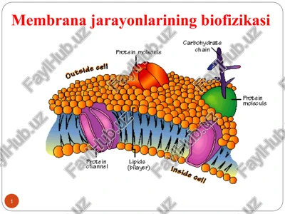 membrana jarayonlarining biofizikasi — PPT