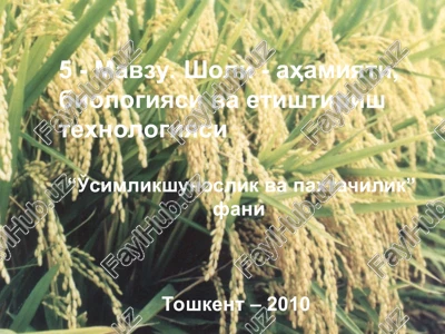 sholi - ahamiyati, biologiyasi va etishtirish texnologiyasi — PPT