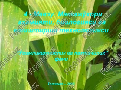 makkajo'xori ahamiyati, biologiyasi va etishtirish texnologiyasi — PPT