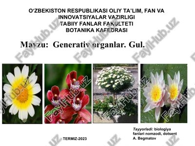 generativ organlar. gul. — PPT