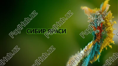 sibir yarasi — PPTX