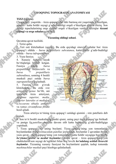 oyoqning topografik anatomiyasi — DOCX