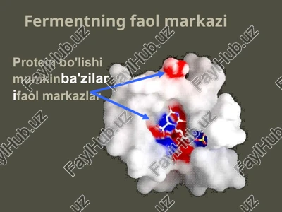 fermentlarning faol markazlari — PPTX