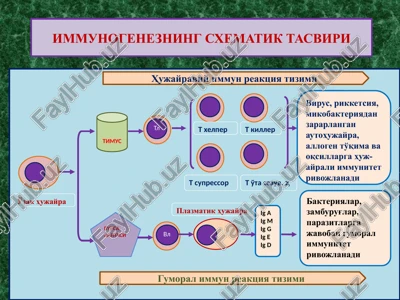 immunogenezning sxematik tasviri — PPTX