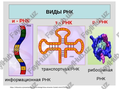 rnk i dnk — PPTX
