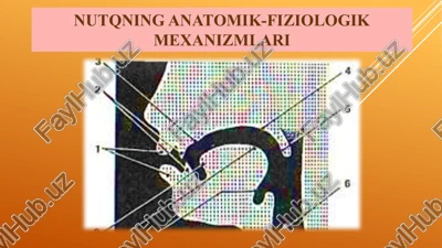 nutqning anatomik-fiziologik mexanizmlari — PPTX