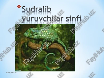 sudralib yuruychilar sinfi — PPT