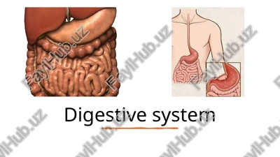digestive system — PPTX