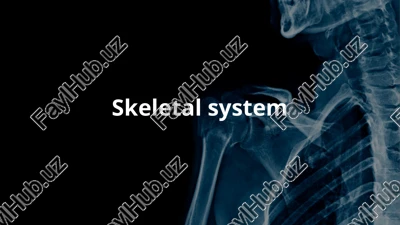 skeletal system — PPTX