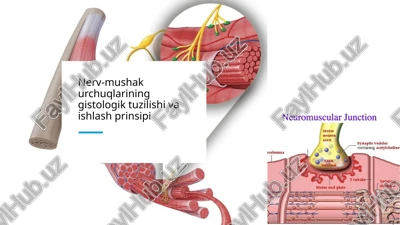 nerv-mushak urchuqlarining gistologik tuzilishi va ishlash prinsipi​ — PPTX