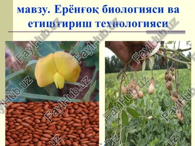 eryong'oq biologiyasi va etishtirish texnologiyasi — PPT