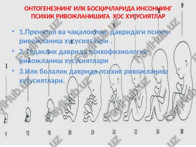 ontogenezning ilk bosqichlarida insonning psixik rivojlanishiga xos xususiyatlar — PPTX