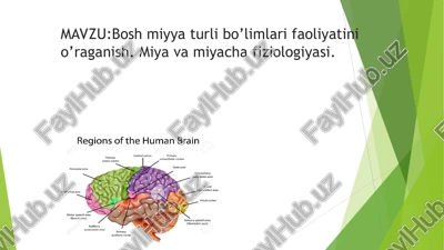 bosh miyya turli bo’limlari faoliyatini o’raganish — PPT