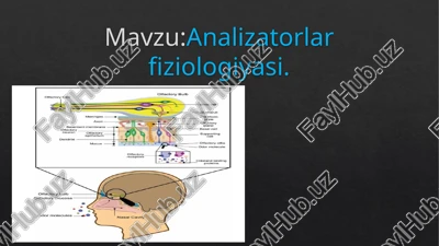 analizatorlar fiziologiyasi — PPTX