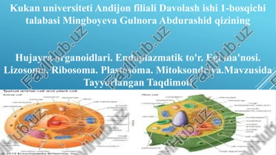 hujayra organoidlari — PPTX