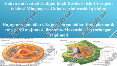 hujayra organoidlari — PPTX