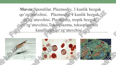 sporalilar. plazmodiy, 3 kunlik bezgak qo‘zg‘atuvchisi — PPTX