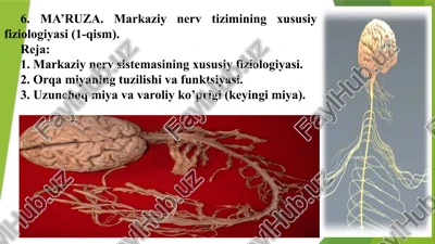 markaziynervtizimining xususiy fiziologiyasi(1-qism) — PPTX