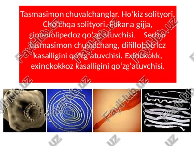 tasmasimon chuvalchanglar — PPTX