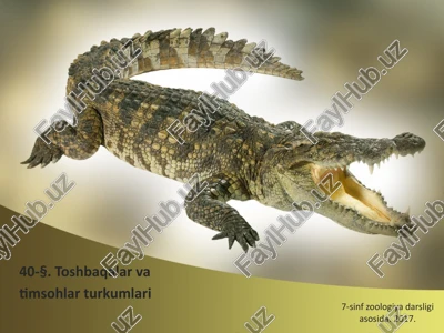 toshbaqalar va timsohlar — PPTX