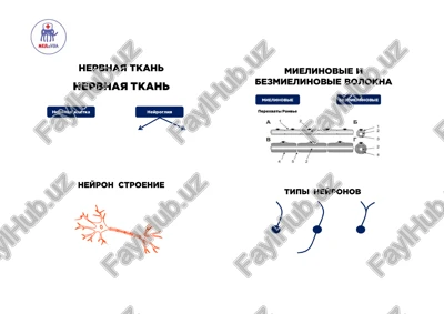 nervnaya tkan — PDF