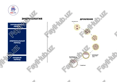 embriologiya — PDF