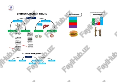 epitelialnaya tkan — PDF