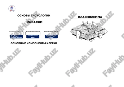 osnovi gistologii — PDF