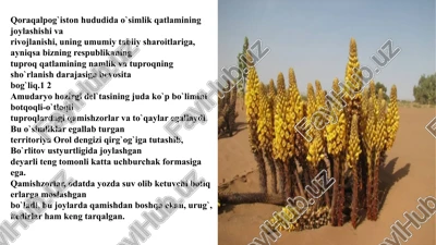 o`simlik qatlami joylashishi va rivojlanishi — PPTX