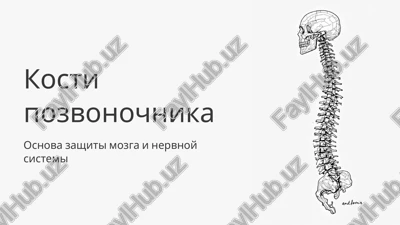 pozvonochnik — PPTX