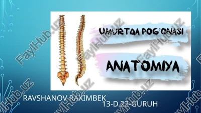 umurtqa pag'onasi anatomiyasi haqida to;liq tranvatologiya — PPTX
