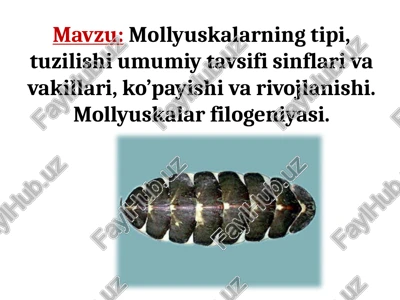 mollyuskalar mollyuskalar turini, tuzilishini va filogeniyasini o'rganing. — PPTX