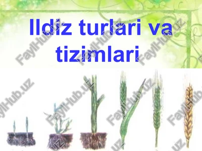 ildizturlari va tizimlari — PPT