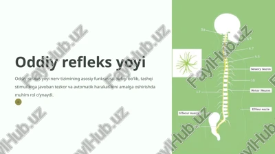 oddiy refleks yoyi — PPTX