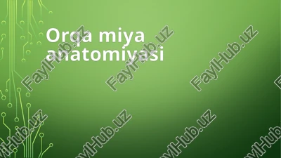 orqa miya anatomiyasi — PPTX