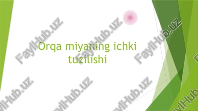 orqa miyaning ichki tuzilishi — PPTX