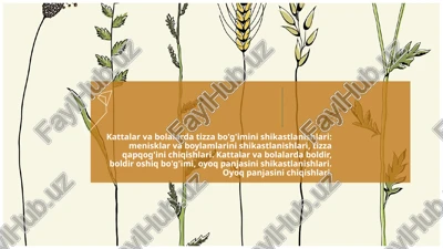 tizza bo'rimishikastlanishlari — PPTX