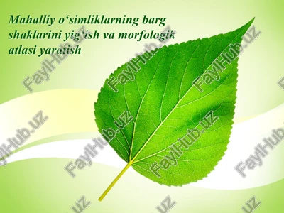 o‘simliklarning barg shaklari — PPT