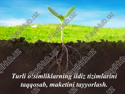 ildiz tizimlari — PPT