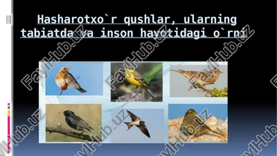 hasharotxo`rqushlar — PPTX