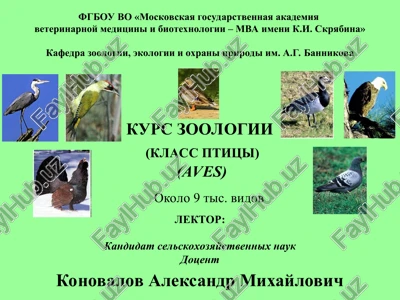 kurs zoologii(klass ptitsi)(aves) — PPT