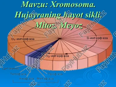 xromosoma. hujayraning hayot sikli. mitoz. meyoz — PPT